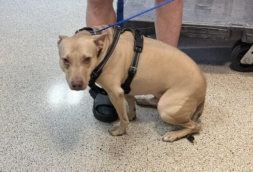 Photo of Peanut, adoptable American Staffordshire Terrier in Miami, Florida