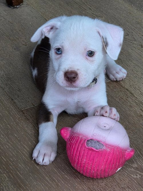 Photo of Delta, adoptable Pit Bull Terrier in Clarkston, Michigan