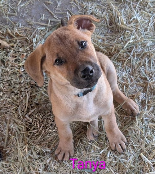 Photo of Tanya, adoptable Belgian Shepherd Malinois in Yreka, California