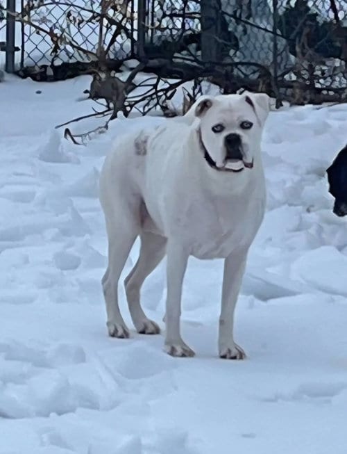 Photo of Rebel, adoptable Boxer in Westminster, Maryland