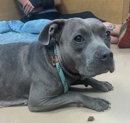 Photo of Grace, adoptable dog in Chamblee, Georgia