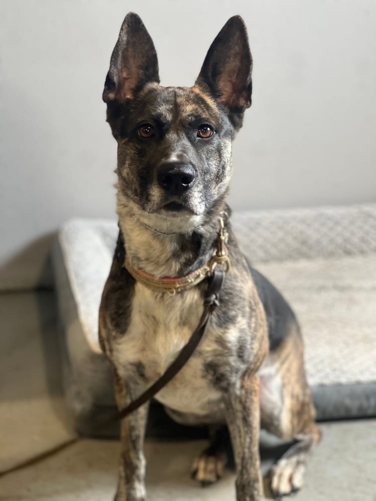 Photo of Ori, adoptable Dutch Shepherd in Dana Point, California