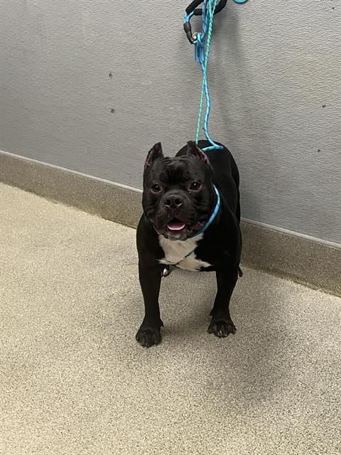 Photo of Buddy, adoptable Bulldog in Las Vegas, Nevada