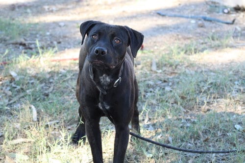 Photo of Tia, adoptable Pit Bull Terrier in El Centro, California