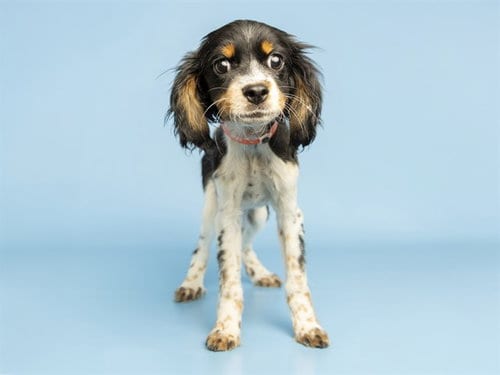 Photo of Sweetie, adoptable Cavalier King Charles Spaniel in Phoenix, Arizona