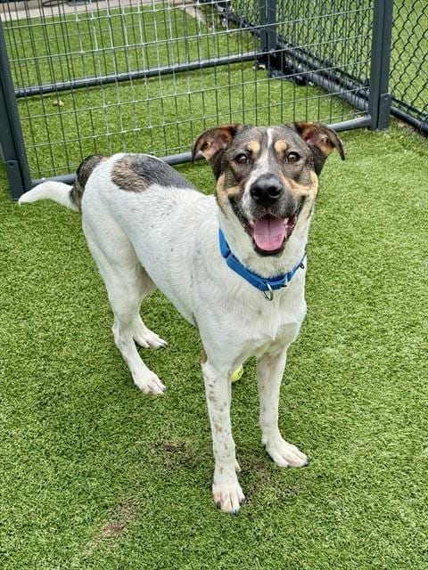 Photo of Shuri, adoptable Mixed Breed