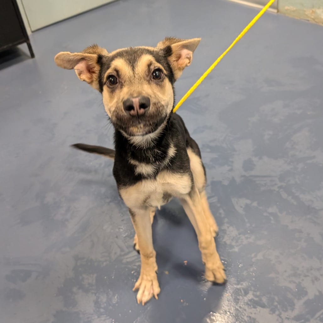 Photo of Billy, adoptable Shepherd, German in Greensboro, North Carolina