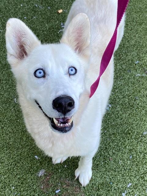 Photo of Mystik, adoptable Siberian Husky in Fayetteville, North Carolina