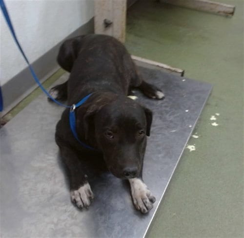 Photo of Chia, adoptable Pit Bull Terrier in San Bernardino, California