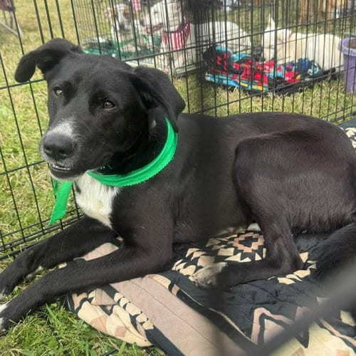 Photo of Bruno, adoptable Black Labrador Retriever in Mobile, Alabama