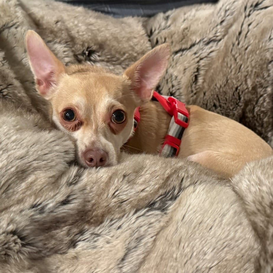 Photo of Ed, adoptable Chihuahua, Short Coat in Oceanside, California