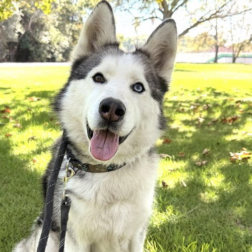 Photo of Gordi, adoptable Siberian Husky in Long Beach, California