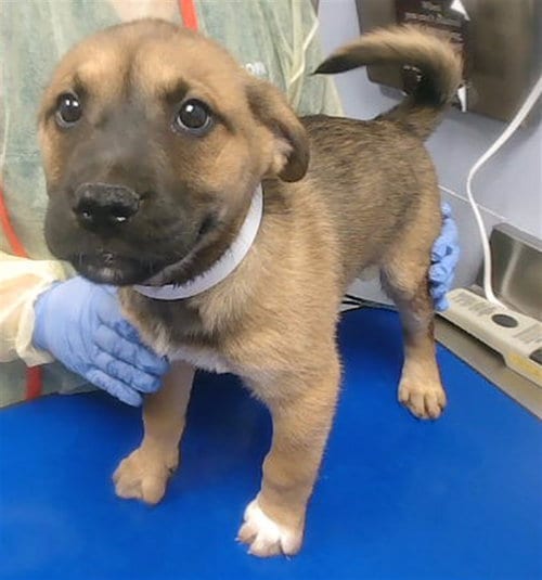 Photo of Nicolette, adoptable German Shepherd Dog in Phoenix, Arizona
