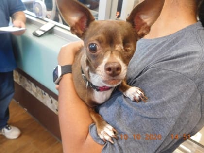Photo of Charlotte, adoptable Chihuahua, Short Coat/Mix