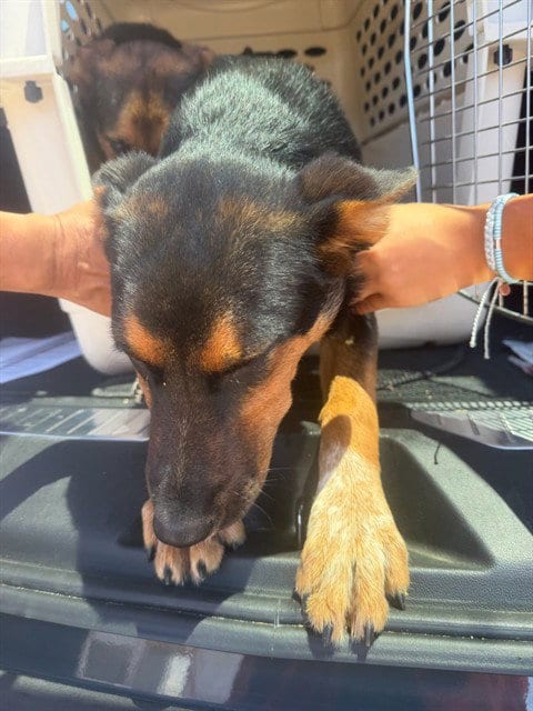 Photo of A378779, adoptable German Shepherd Dog in Stockton, California