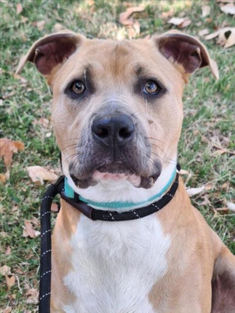 Photo of Alakazam, adoptable Dogo Argentino in Woodland, California