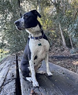 Photo of Lola, adoptable Australian Shepherd in Dana Point, California