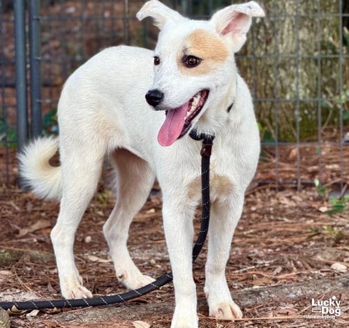 Photo of Maisie, adoptable Great Pyrenees in Washington, District of Columbia