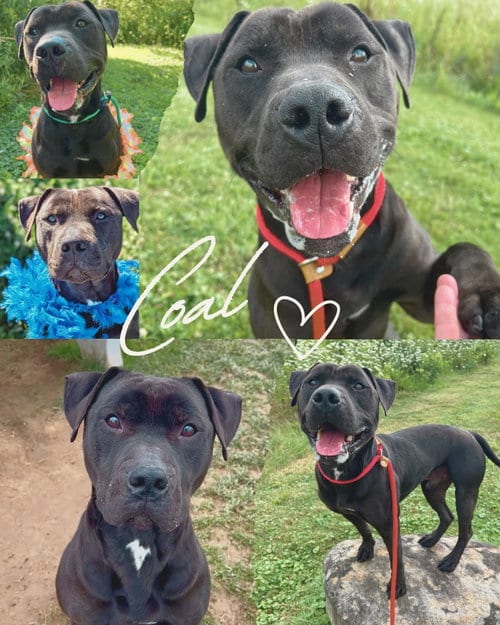 Photo of Pound Dog-Coal #179858, adoptable Pit Bull Terrier in Rootstown, Ohio