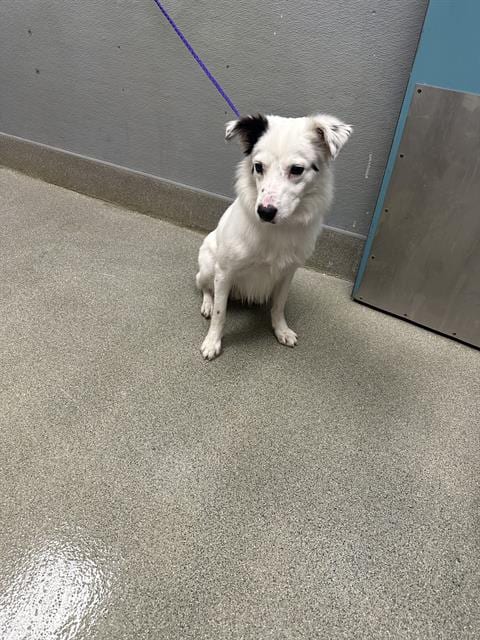 Photo of Rebel, adoptable Border Collie in Las Vegas, Nevada