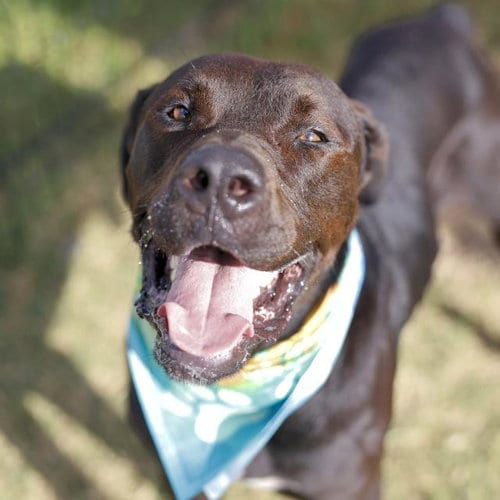 Photo of Gordon, adoptable Mastiff in San Antonio, Texas