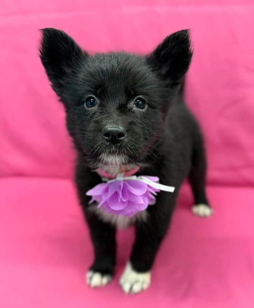 Photo of Sprinkles, adoptable Husky in Sedalia, Colorado