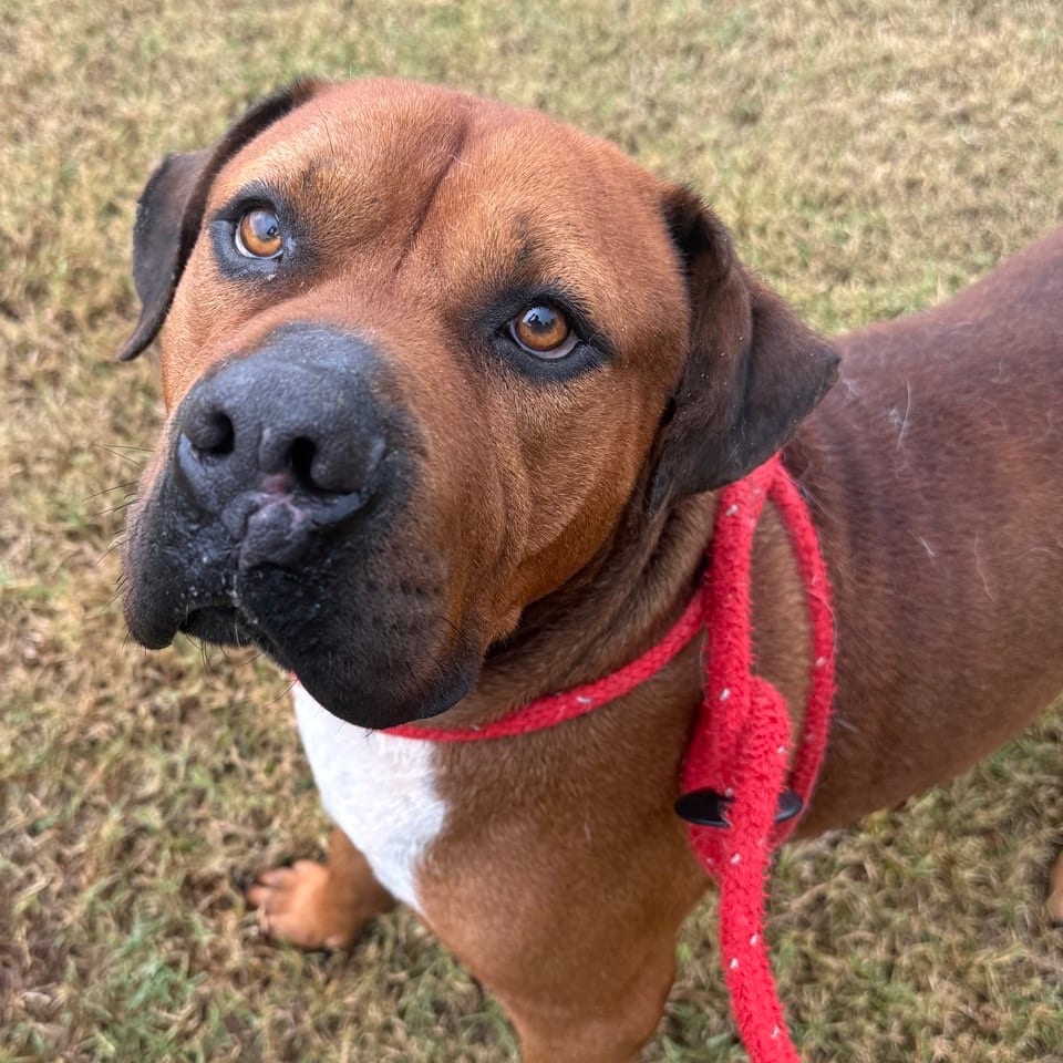 Photo of Brown Suga, adoptable Mixed Breed (Large) in Chattanooga, Tennessee