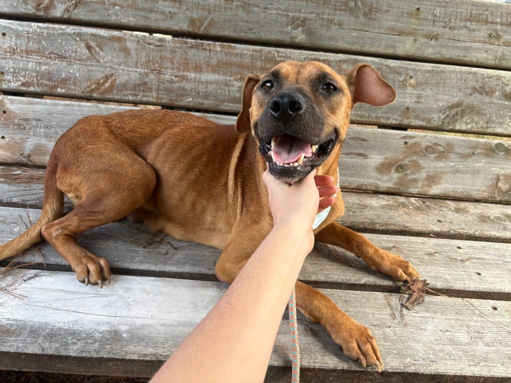 Photo of Moca, adoptable Hound in Nacogdoches, Texas