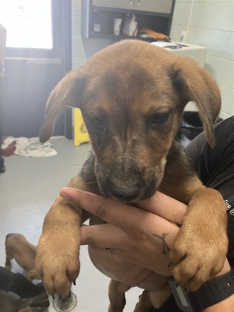 Photo of Monet, adoptable German Shepherd Dog in Corpus Christi, Texas