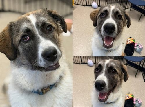 Photo of Leiala, adoptable Great Pyrenees in Fort Wayne, Indiana