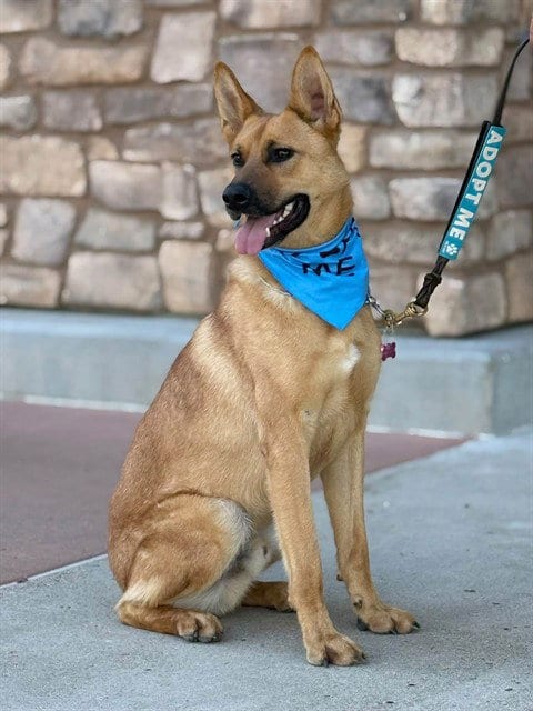 Photo of Huk, adoptable German Shepherd Dog in Jackson, California