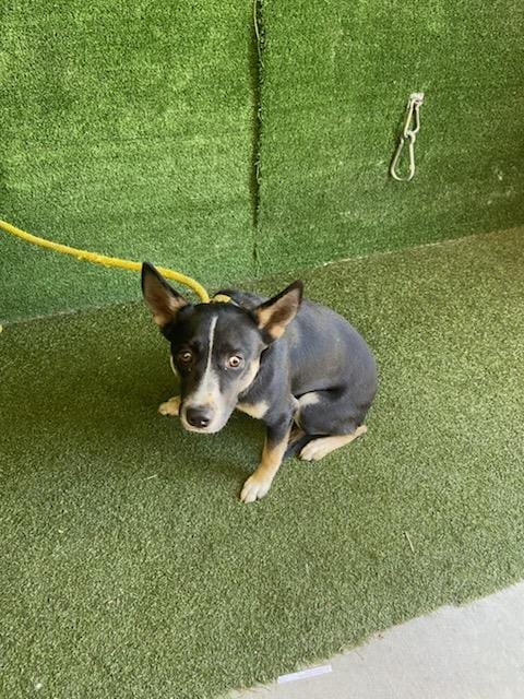 Photo of Paisley, adoptable Australian Cattle Dog/Blue Heeler in Lancaster, California