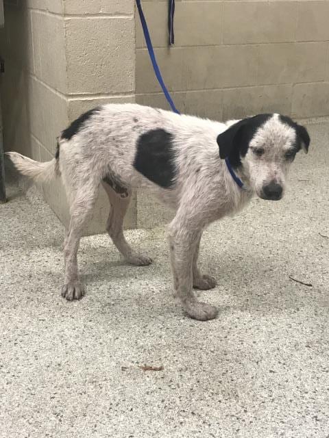Photo of Gumball, adoptable Pit Bull Terrier in Conroe, Texas