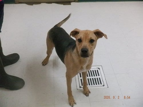 Photo of Gemma, adoptable German Shepherd Dog in Oroville, California