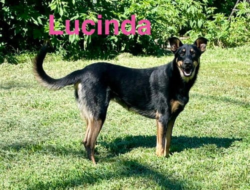 Photo of Lucinda, adoptable German Shepherd Dog in Topeka, Kansas