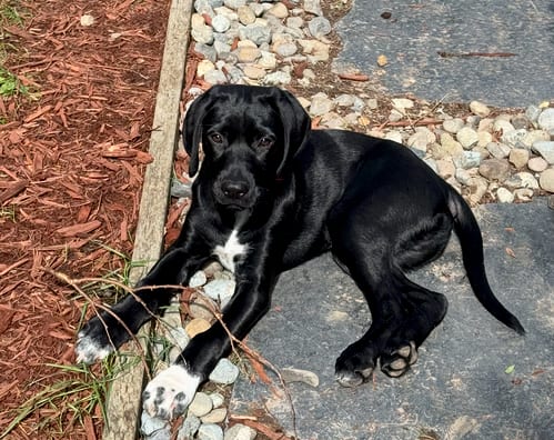 Photo of Nugget, adoptable Labrador Retriever in Bellevue, Washington