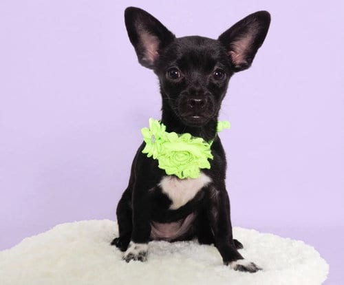 Photo of Oakland, adoptable Chihuahua in Phoenix, Arizona
