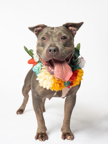 Photo of Roxee Anne, adoptable dog in Atlanta, Georgia