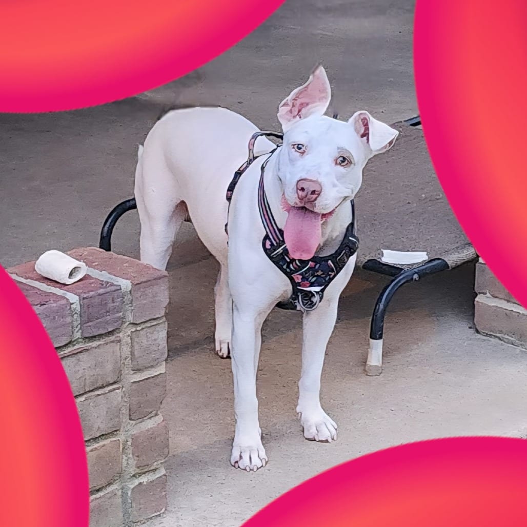 Photo of Bunny, adoptable Mixed Breed (Medium)