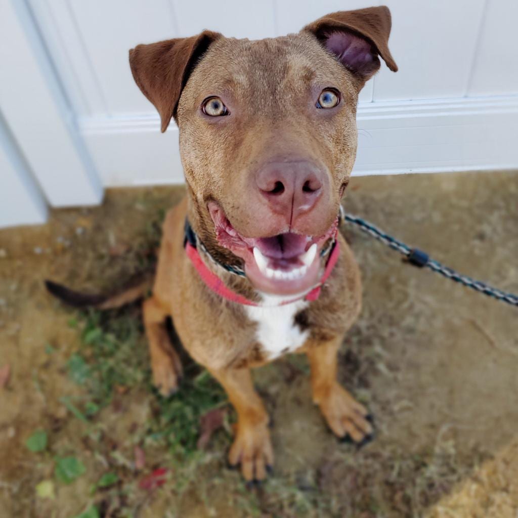 Photo of Pork Chop, adoptable Mixed Breed (Large) in Fredericksburg, Virginia