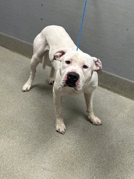 Photo of Snoopy, adoptable Cane Corso Mastiff in Las Vegas, Nevada
