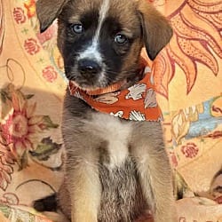 Photo of Maple, adoptable Husky Shepherd (Unknown Type) in Salem, Oregon