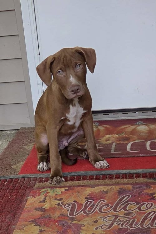 Photo of Puppy 2 (NY-Shari), adoptable Labrador Retriever in SHERBURNE, New York