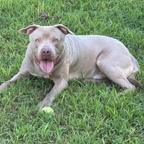 Photo of Mac, adoptable American Pit Bull Terrier in Carrollton, Georgia