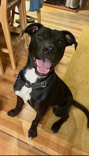 Photo of Hansen, adoptable Pit Bull Terrier in MIDWAY, Utah