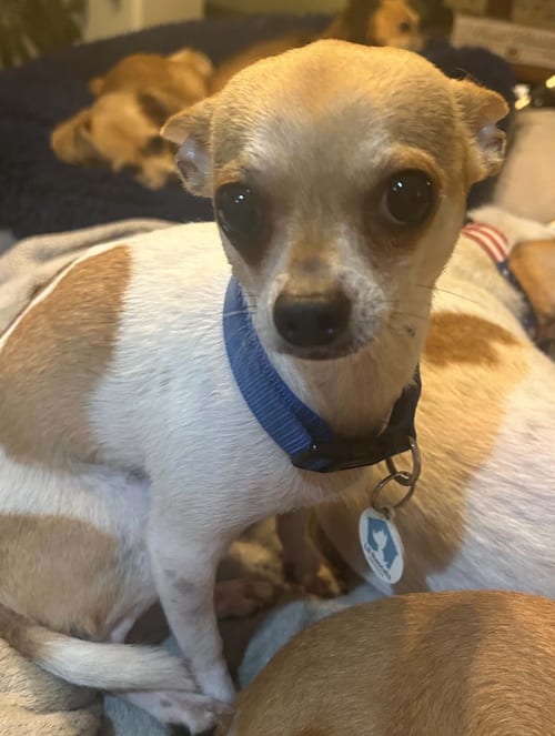 Photo of Nacho, adoptable Chihuahua in Osteen, Florida