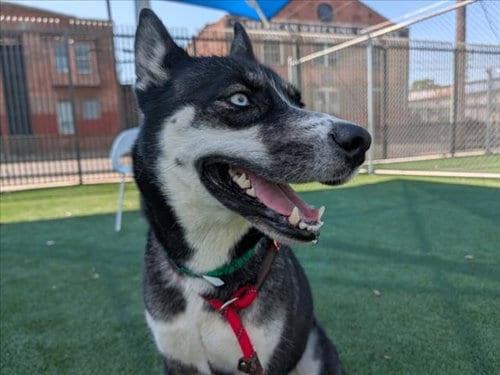 Photo of Eden, adoptable Husky in Los Angeles, California