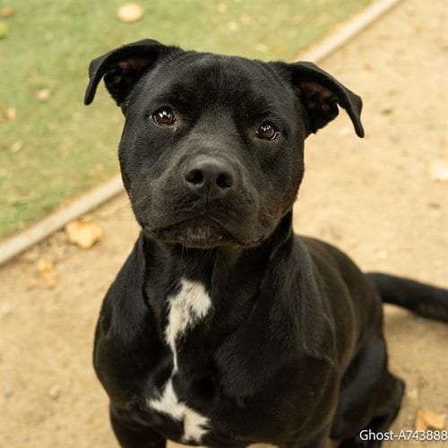 Photo of Ghost, adoptable Pit Bull Terrier in Sacramento, California