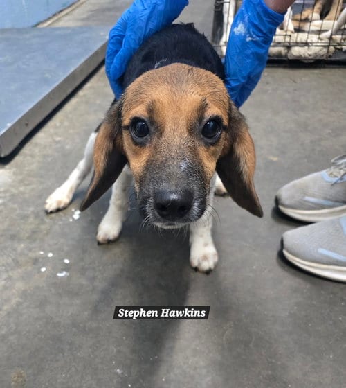 Photo of Stephen Hawkins, adoptable Beagle in Evansville, Indiana