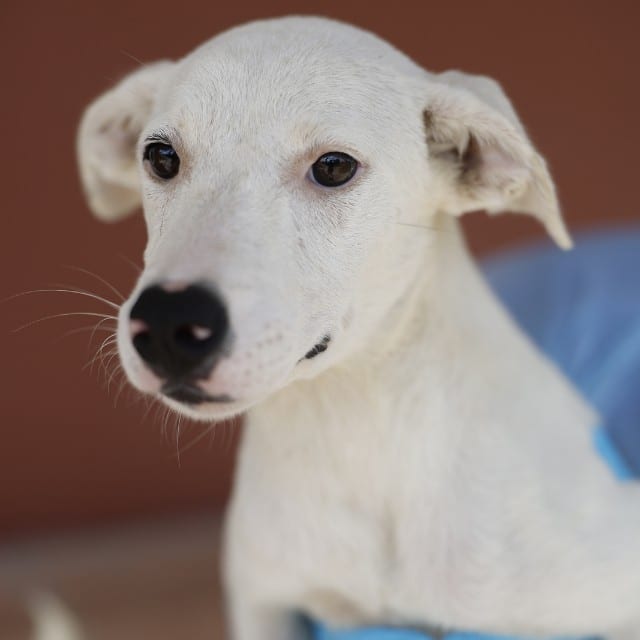 Photo of Lillypad, adoptable dog in San Antonio, Texas